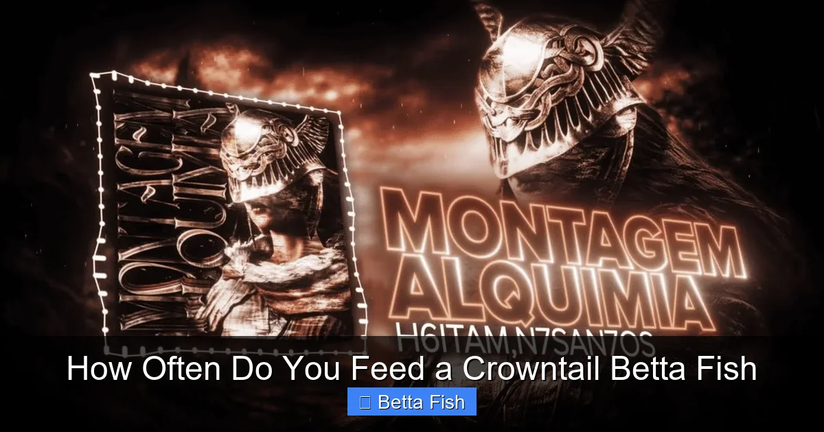 How Often Do You Feed a Crowntail Betta Fish