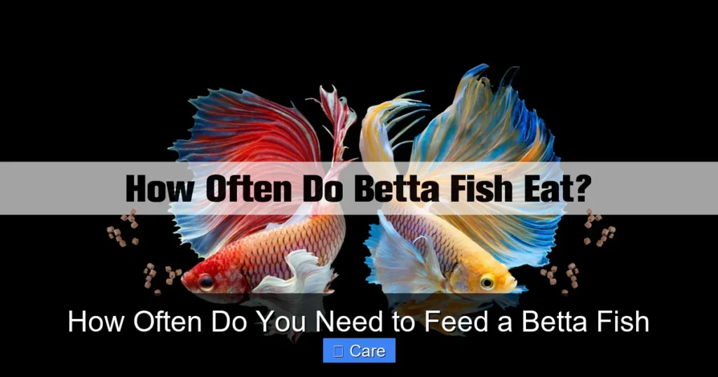 How Often Do You Need to Feed a Betta Fish
