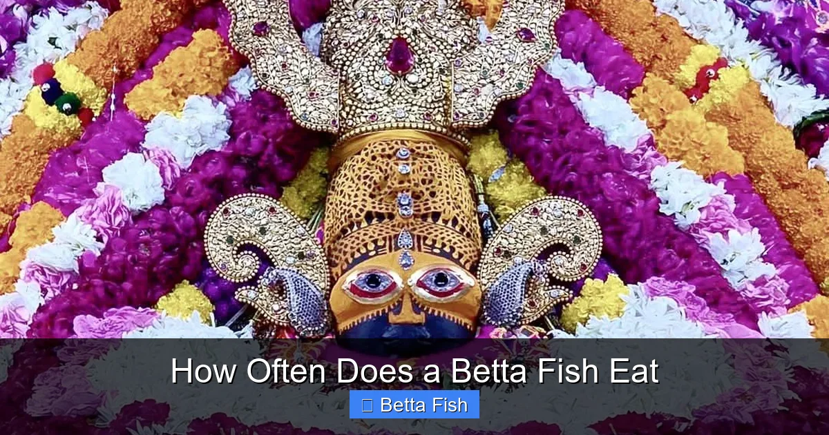 How Often Does a Betta Fish Eat