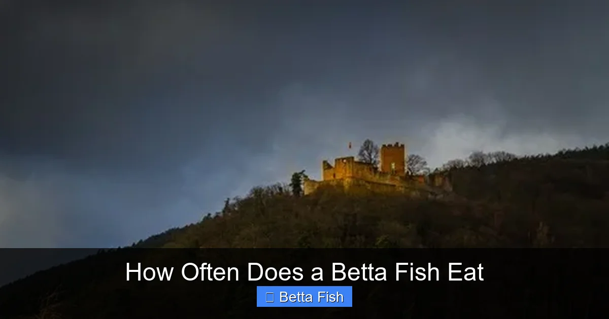 How Often Does a Betta Fish Eat
