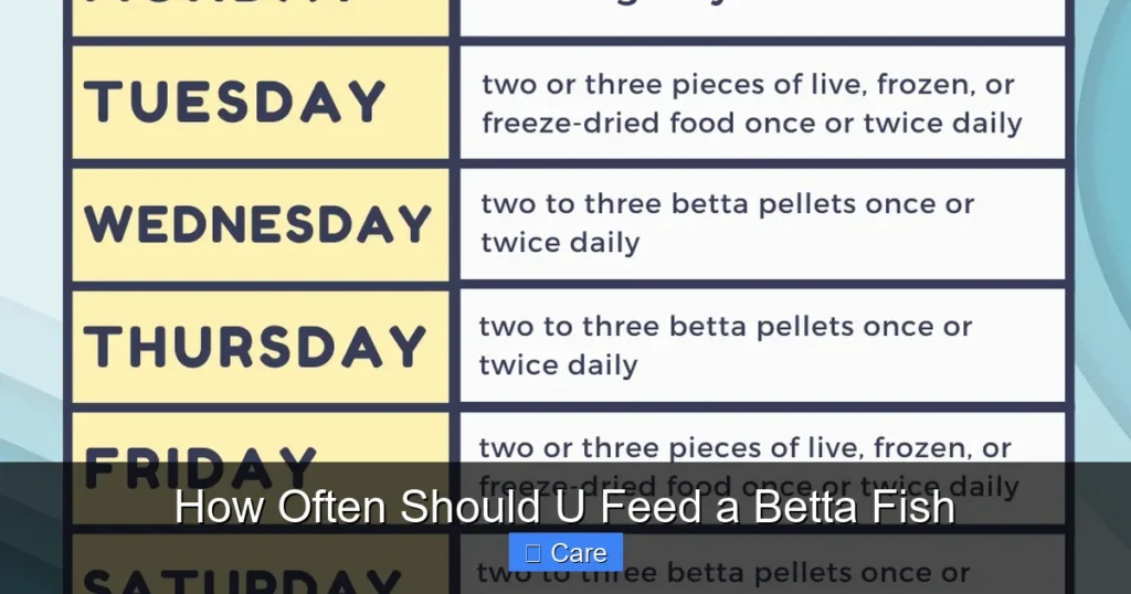 How Often Should U Feed a Betta Fish