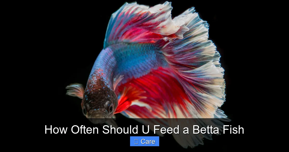 How Often Should U Feed a Betta Fish