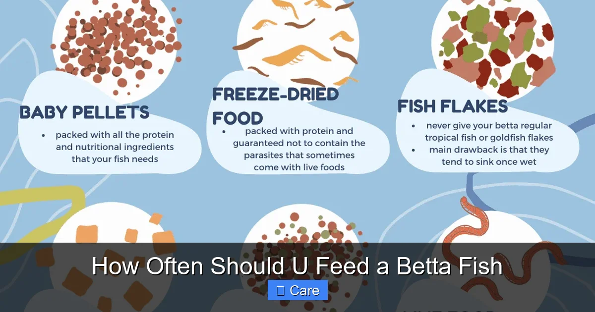 How Often Should U Feed a Betta Fish