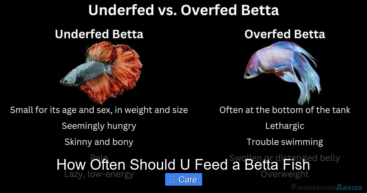 How Often Should U Feed a Betta Fish