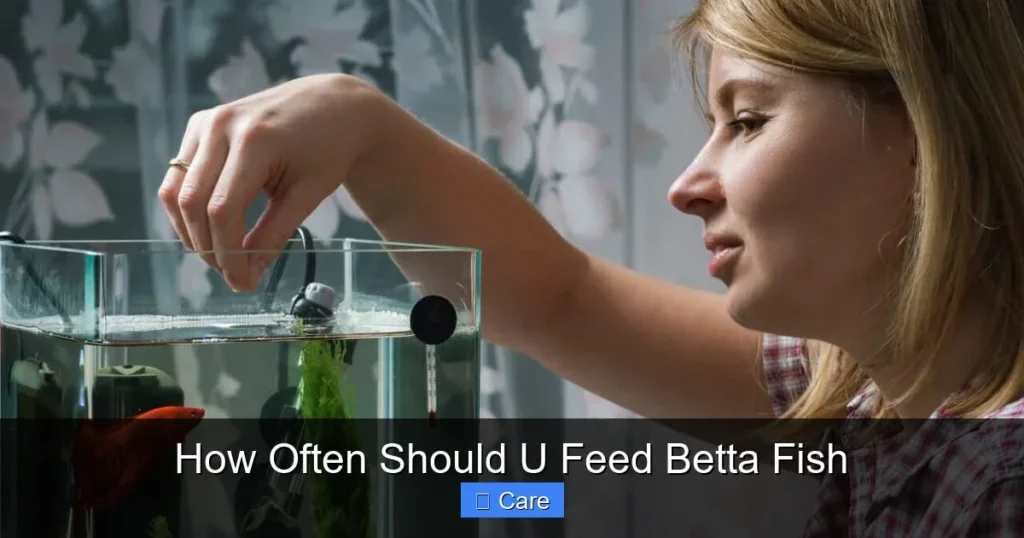 How Often Should U Feed Betta Fish