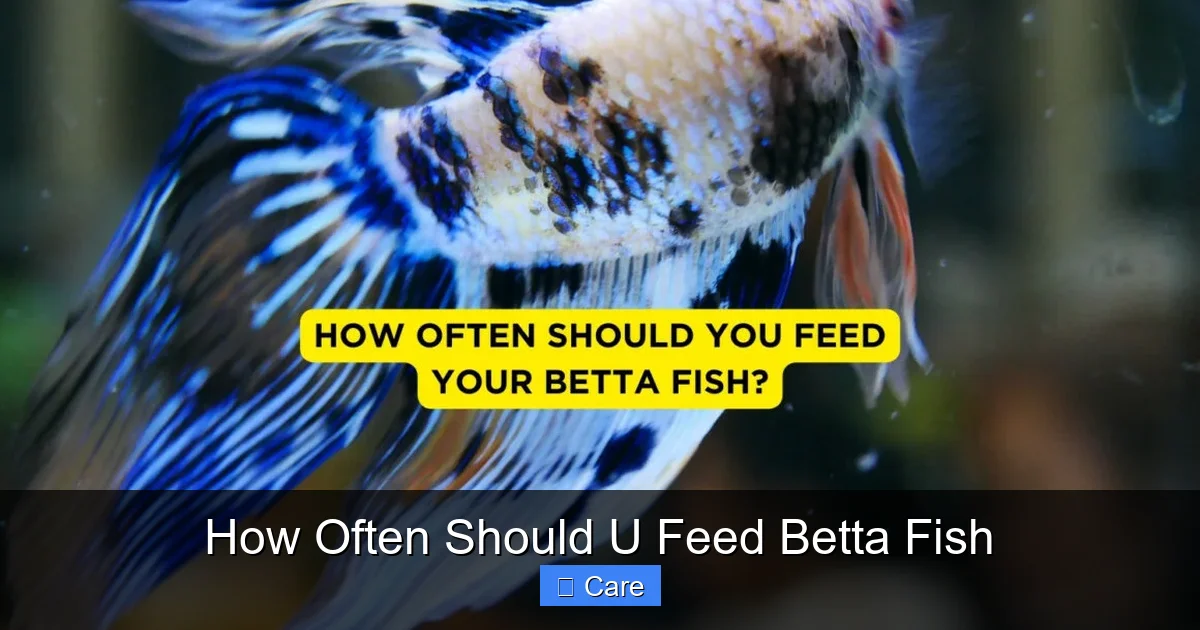 How Often Should U Feed Betta Fish