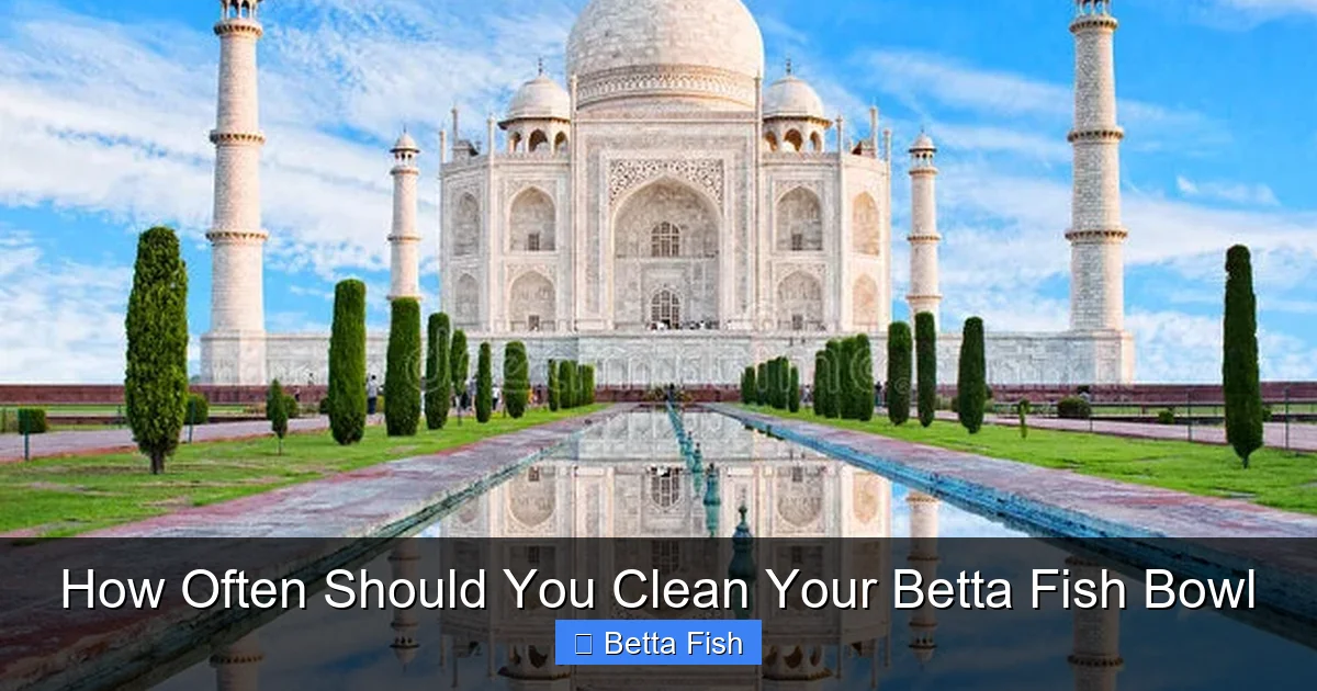 How Often Should You Clean Your Betta Fish Bowl