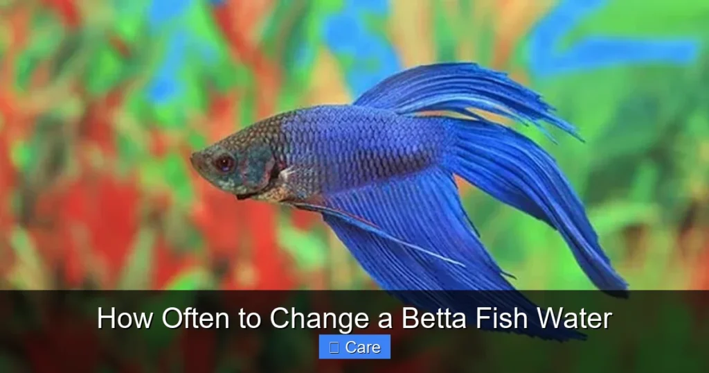 How Often to Change a Betta Fish Water