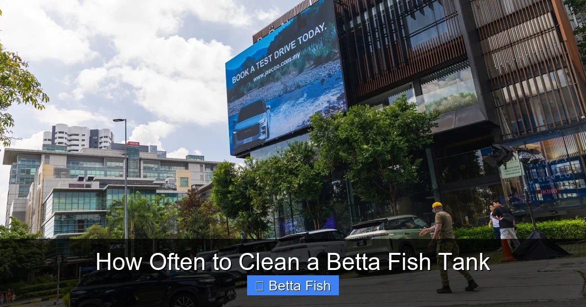 How Often to Clean a Betta Fish Tank
