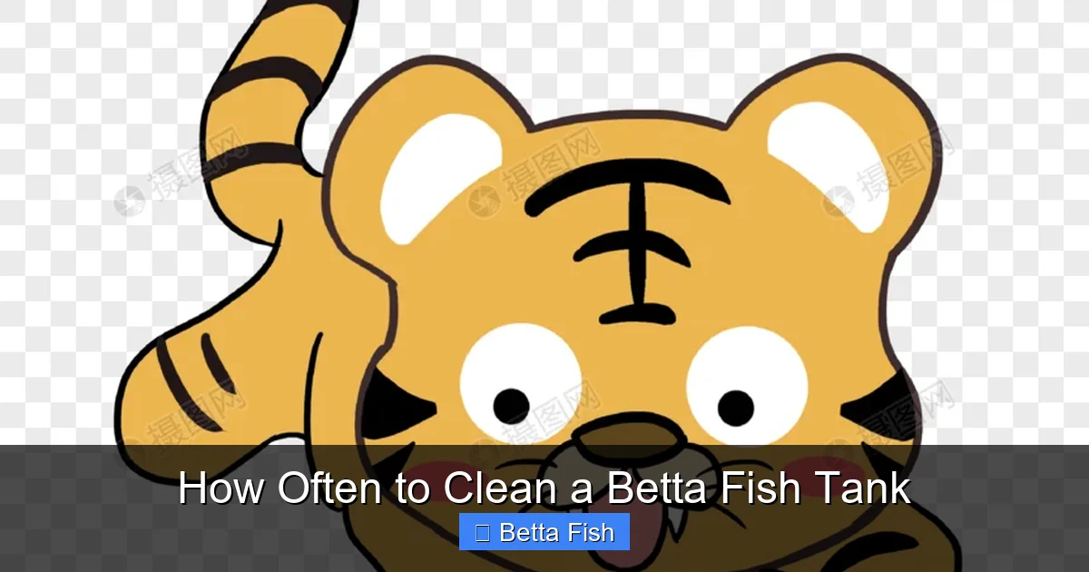 How Often to Clean a Betta Fish Tank