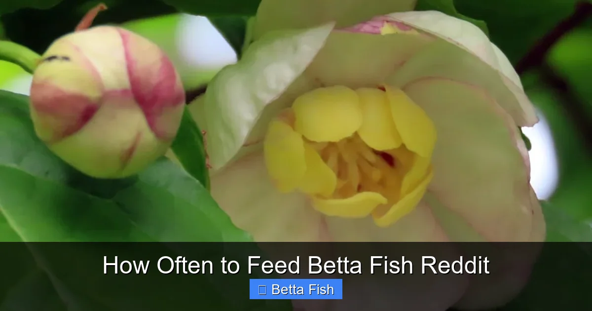 How Often to Feed Betta Fish Reddit
