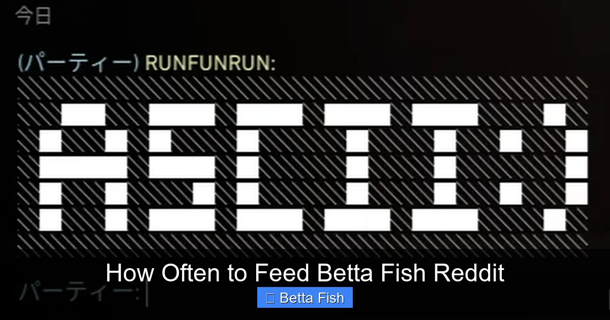 How Often to Feed Betta Fish Reddit