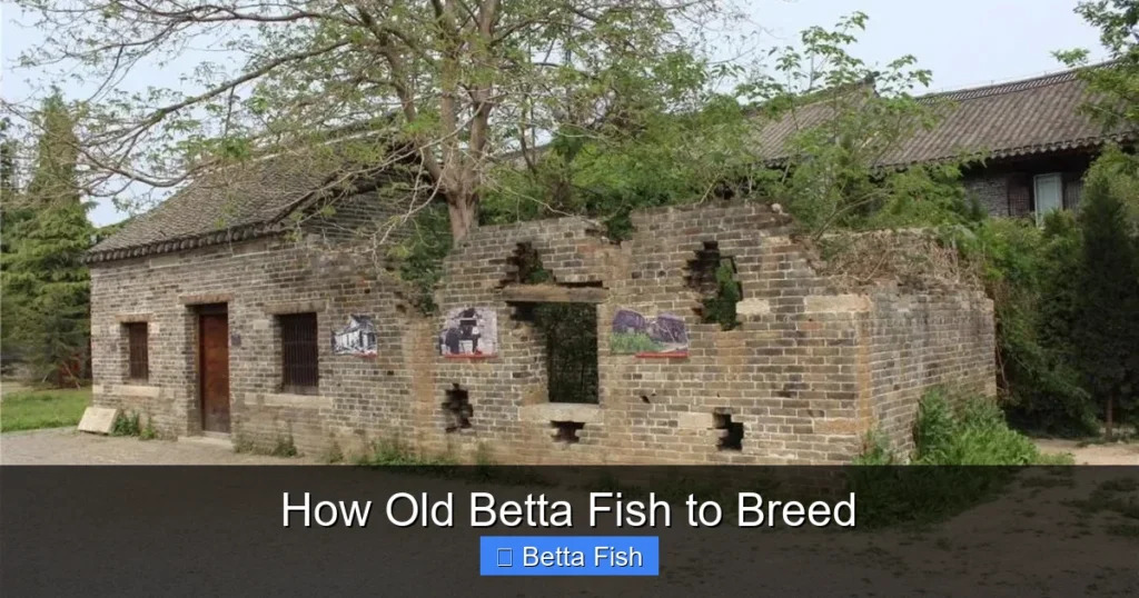 How Old Betta Fish to Breed