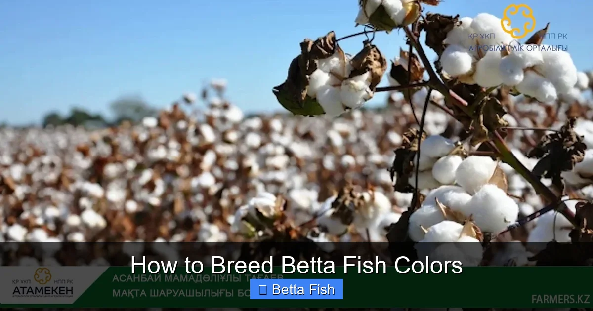 How to Breed Betta Fish Colors