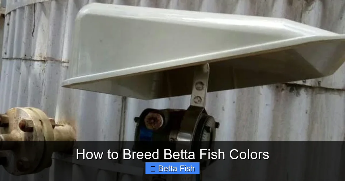 How to Breed Betta Fish Colors