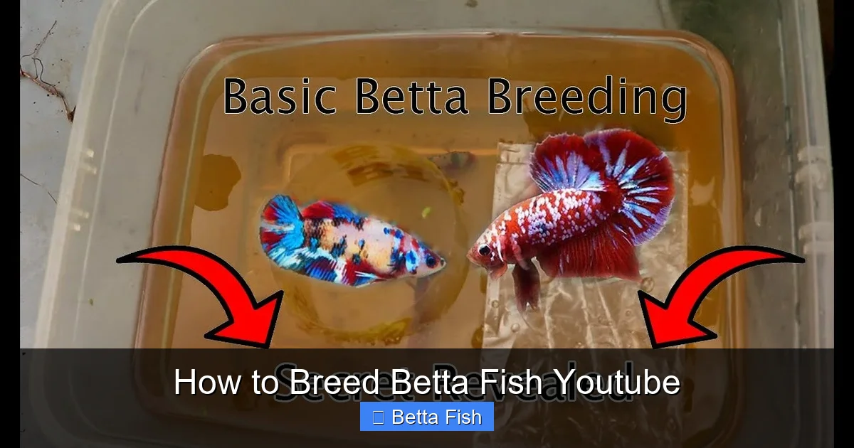 How to Breed Betta Fish Youtube
