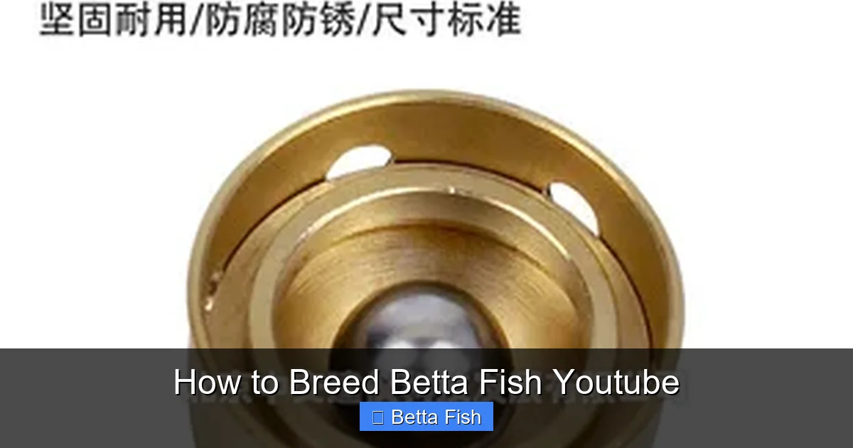 How to Breed Betta Fish Youtube