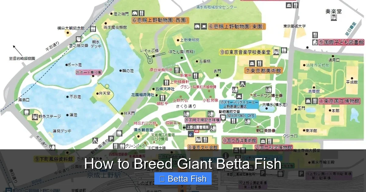How to Breed Giant Betta Fish