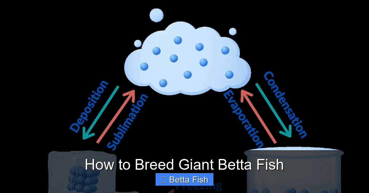 How to Breed Giant Betta Fish