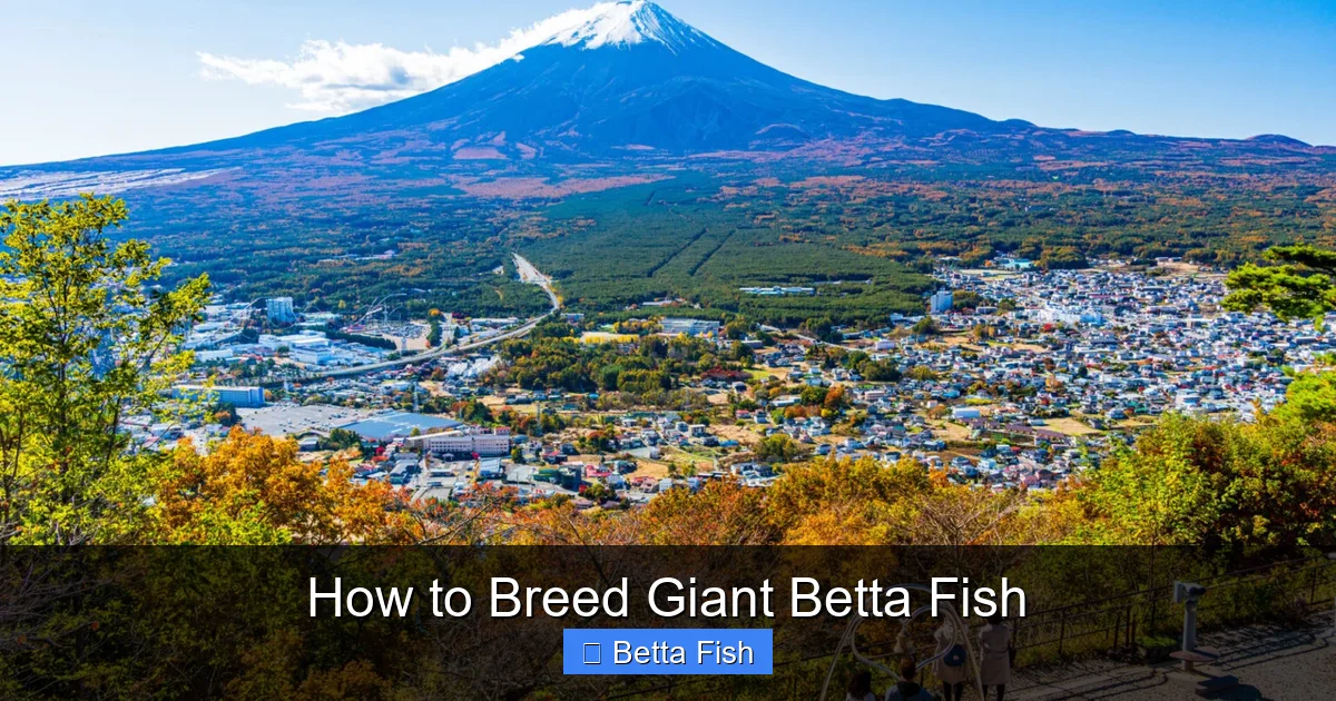 How to Breed Giant Betta Fish