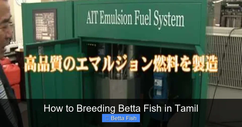 How to Breeding Betta Fish in Tamil