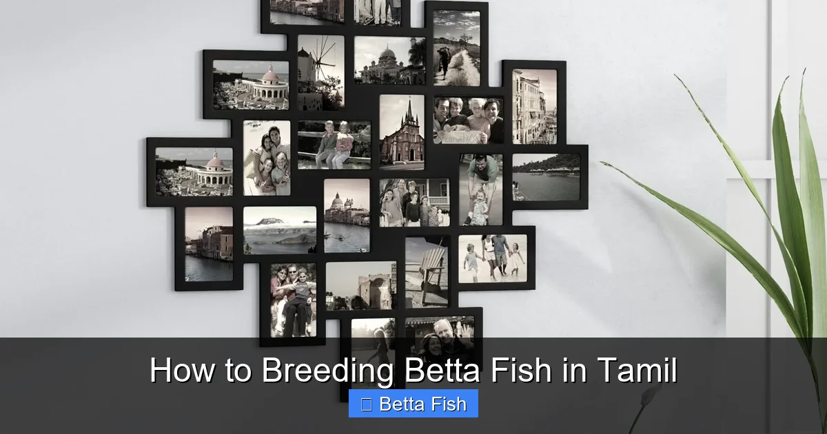 How to Breeding Betta Fish in Tamil