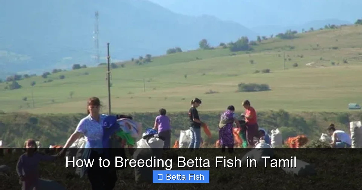 How to Breeding Betta Fish in Tamil