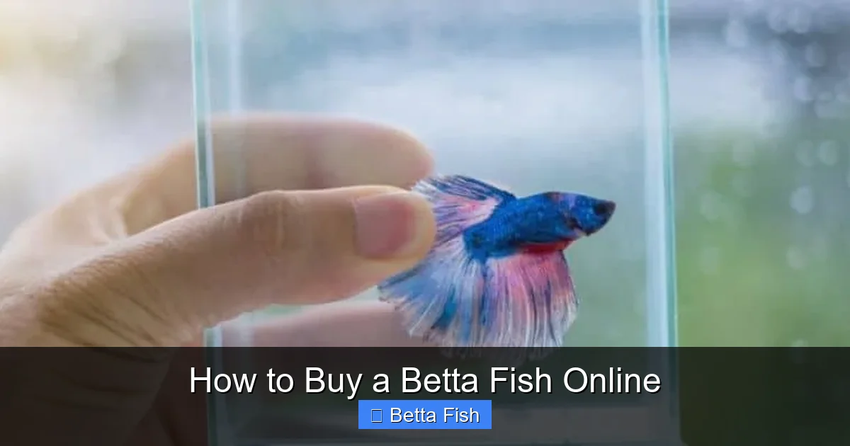How to Buy a Betta Fish Online