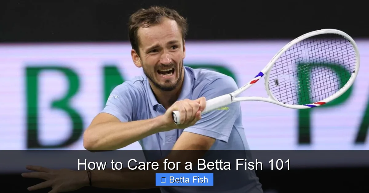 How to Care for a Betta Fish 101