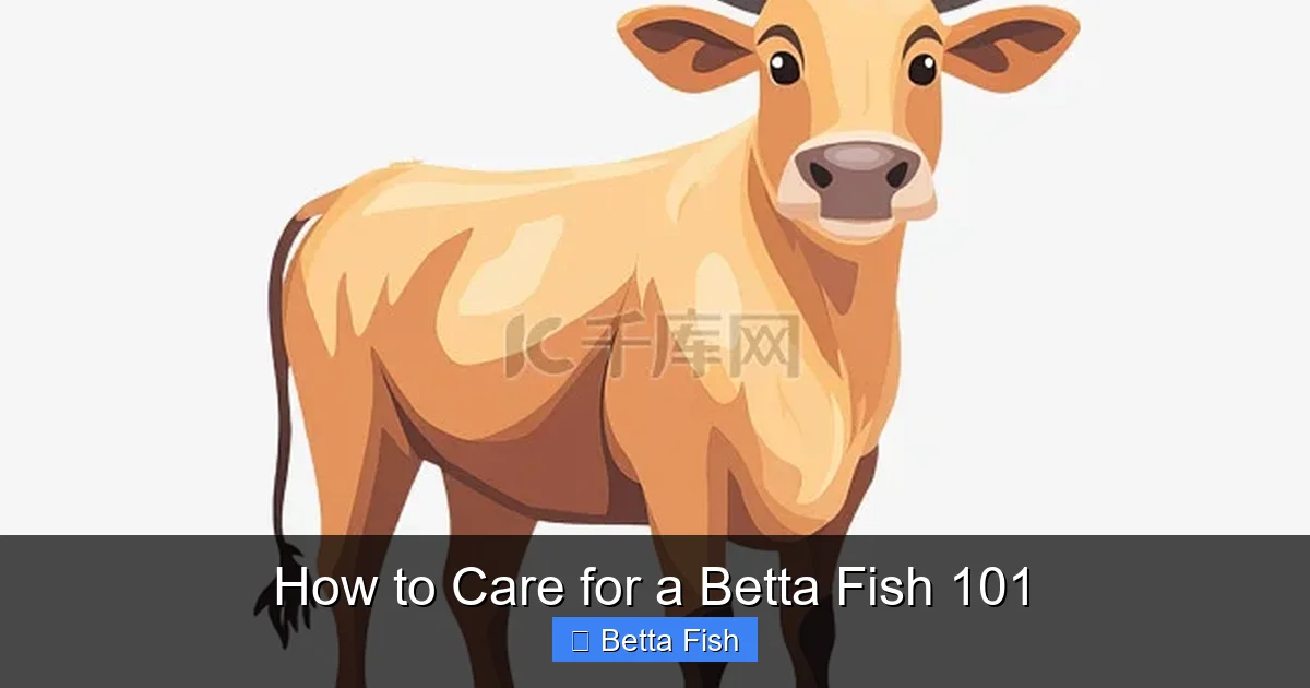 How to Care for a Betta Fish 101