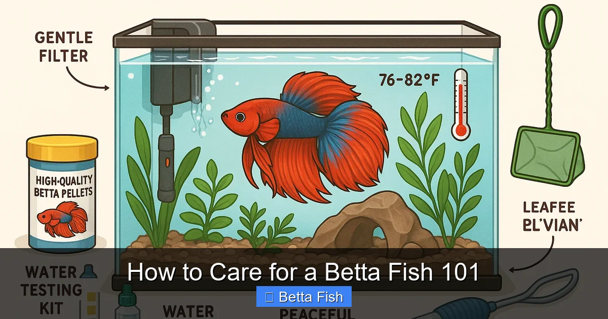How to Care for a Betta Fish 101