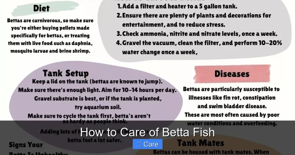 How to Care of Betta Fish