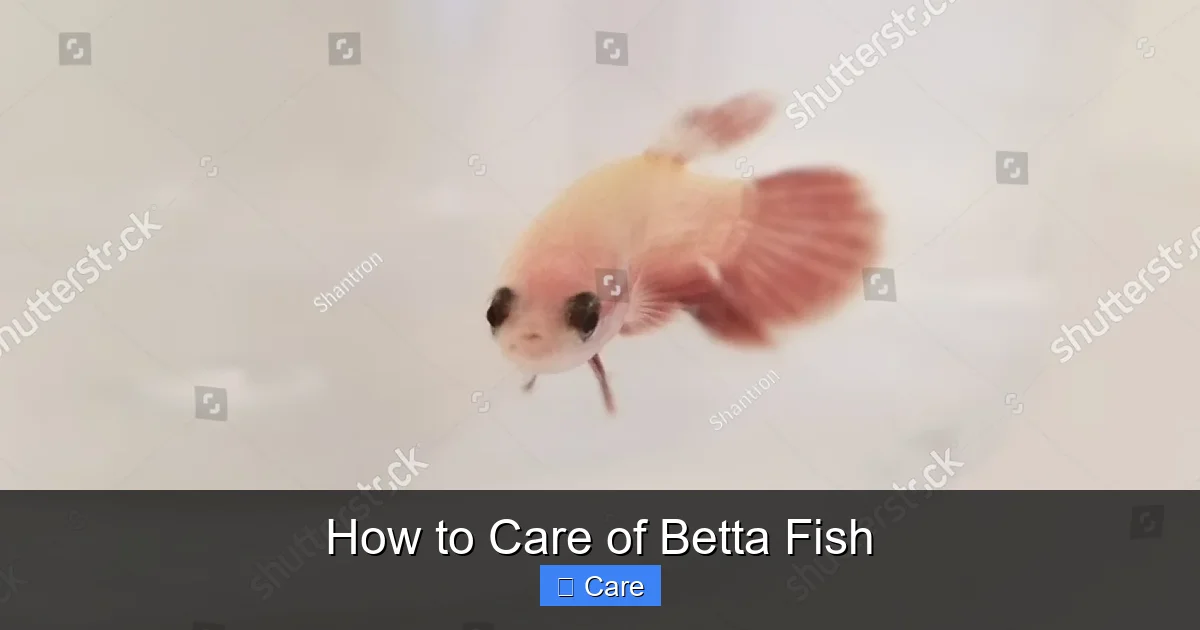 How to Care of Betta Fish