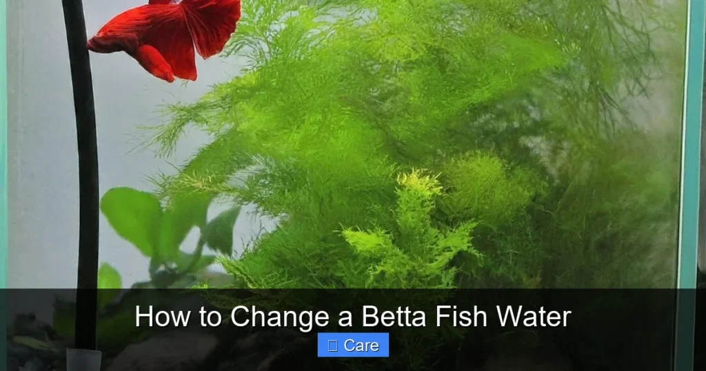 How to Change a Betta Fish Water