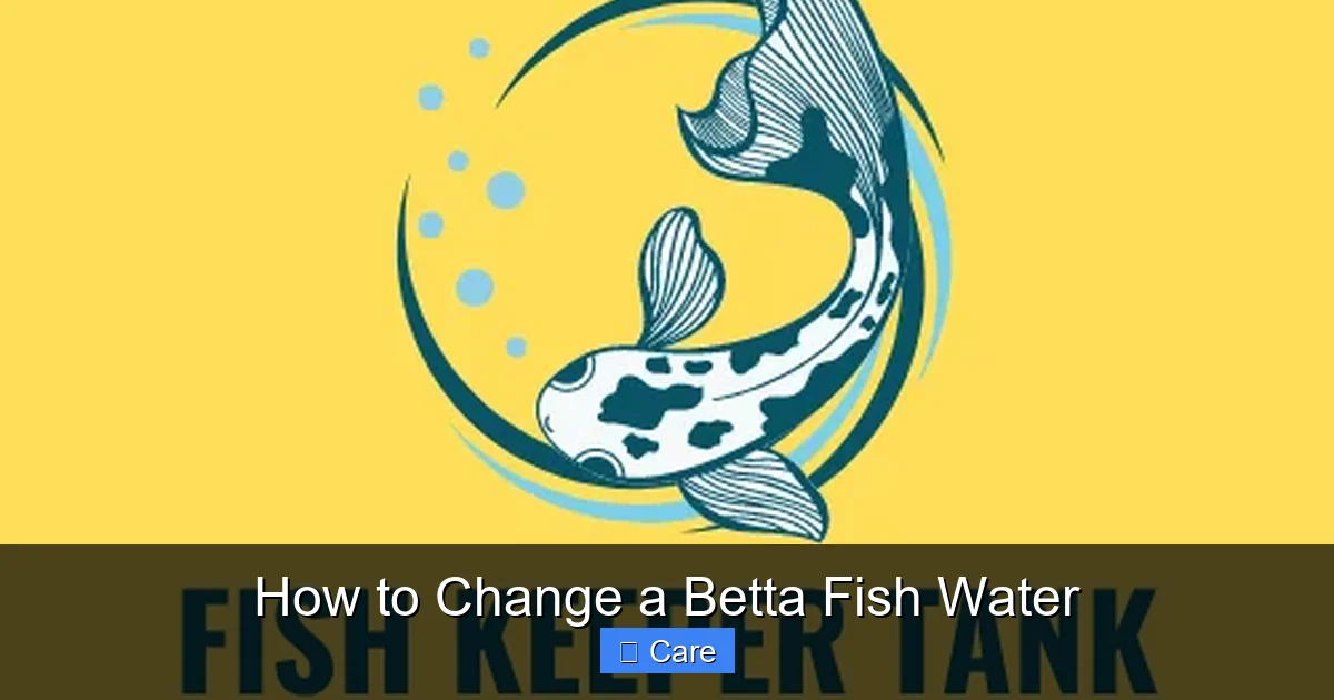 How to Change a Betta Fish Water