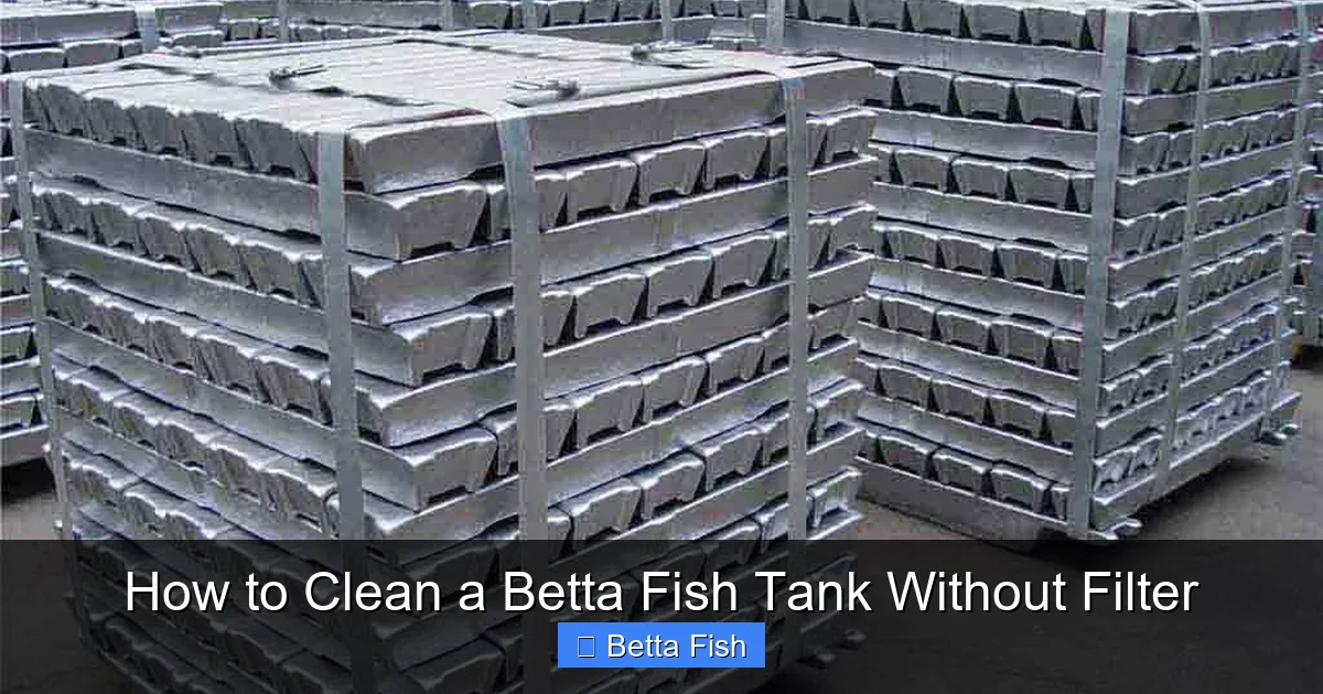 How to Clean a Betta Fish Tank Without Filter