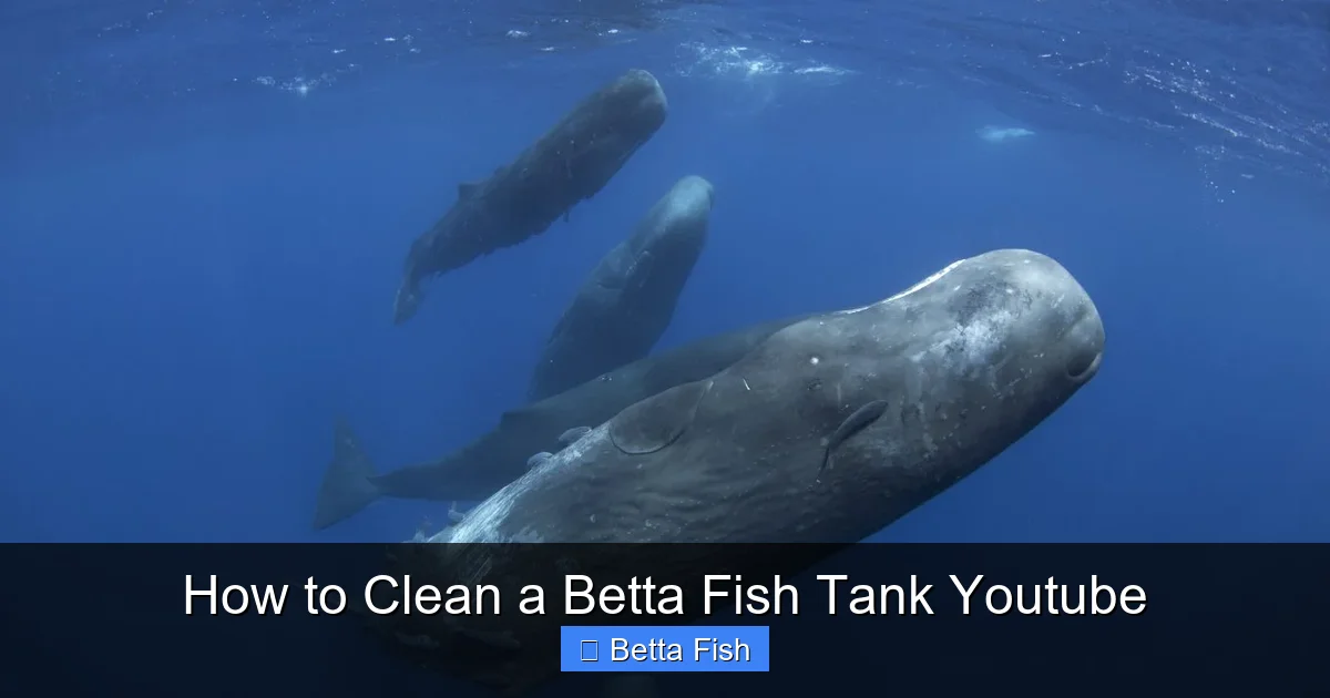 How to Clean a Betta Fish Tank Youtube