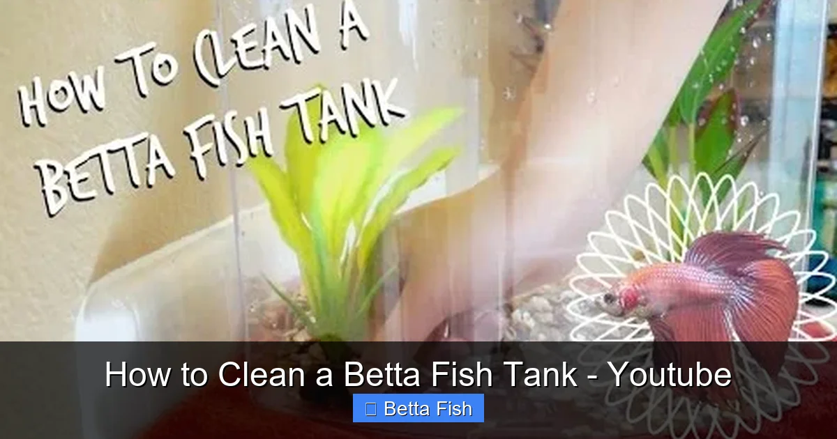 How to Clean a Betta Fish Tank - Youtube