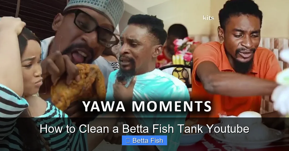 How to Clean a Betta Fish Tank Youtube