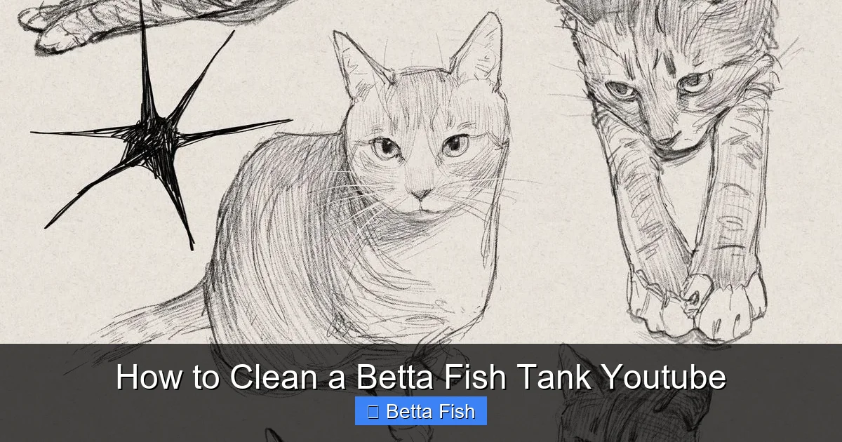 How to Clean a Betta Fish Tank Youtube
