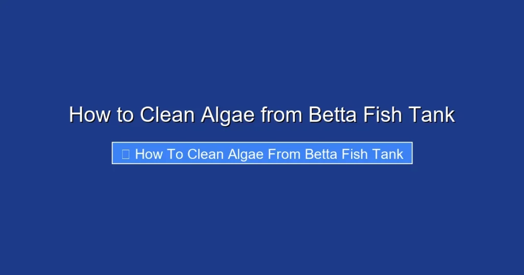 How to Clean Algae from Betta Fish Tank