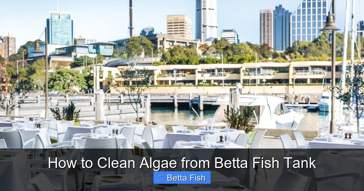 How to Clean Algae from Betta Fish Tank