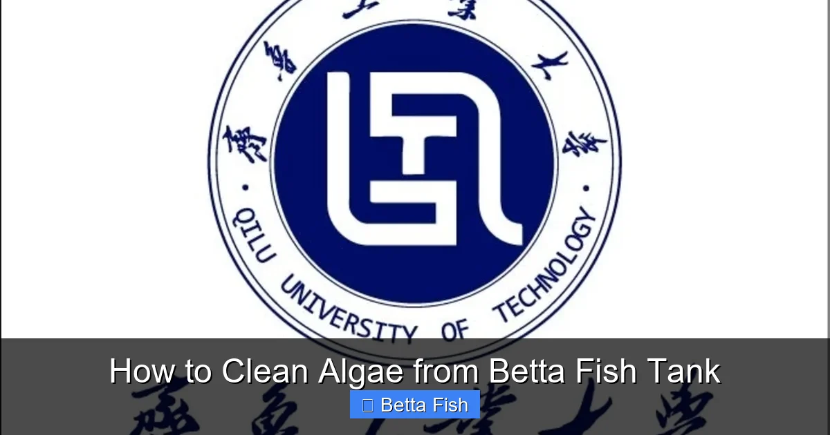 How to Clean Algae from Betta Fish Tank