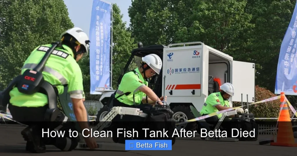 How to Clean Fish Tank After Betta Died