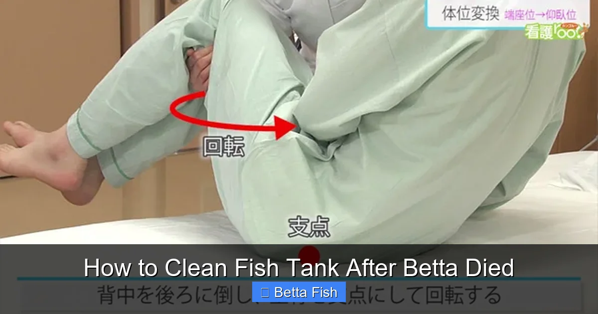 How to Clean Fish Tank After Betta Died