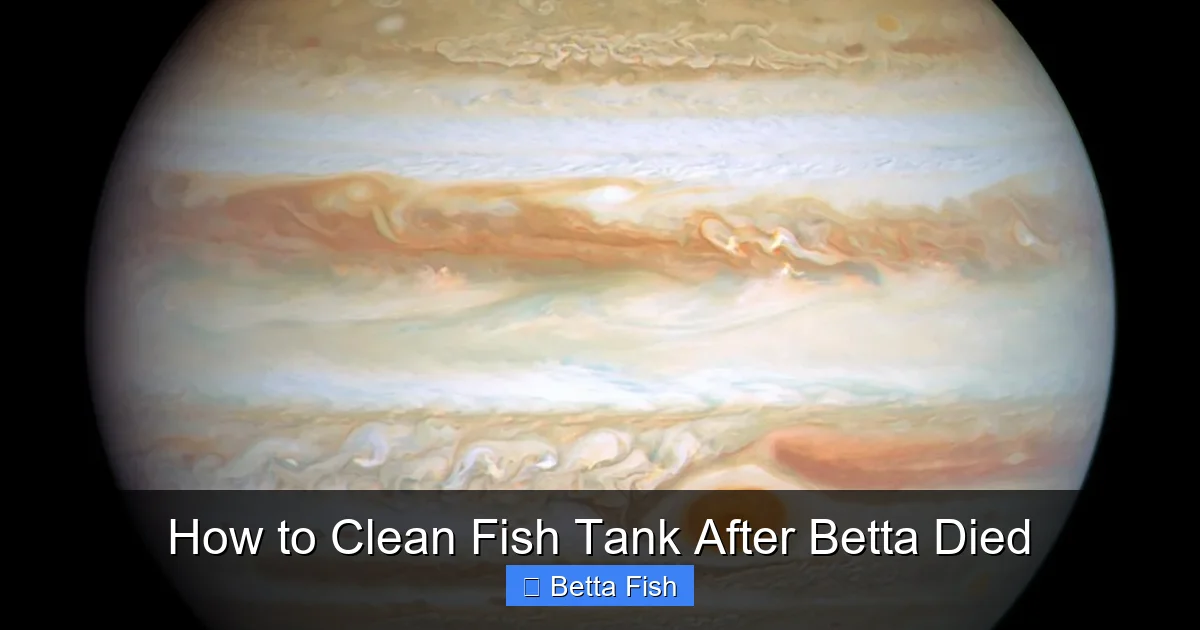 How to Clean Fish Tank After Betta Died