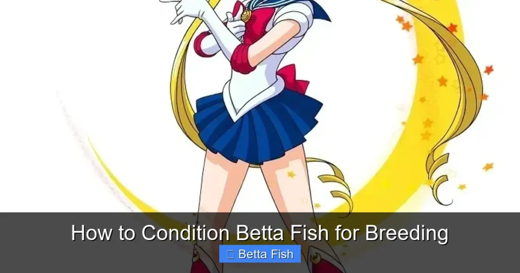 How to Condition Betta Fish for Breeding