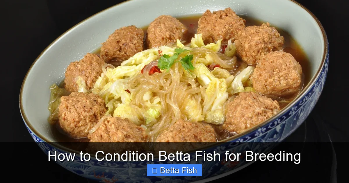 How to Condition Betta Fish for Breeding