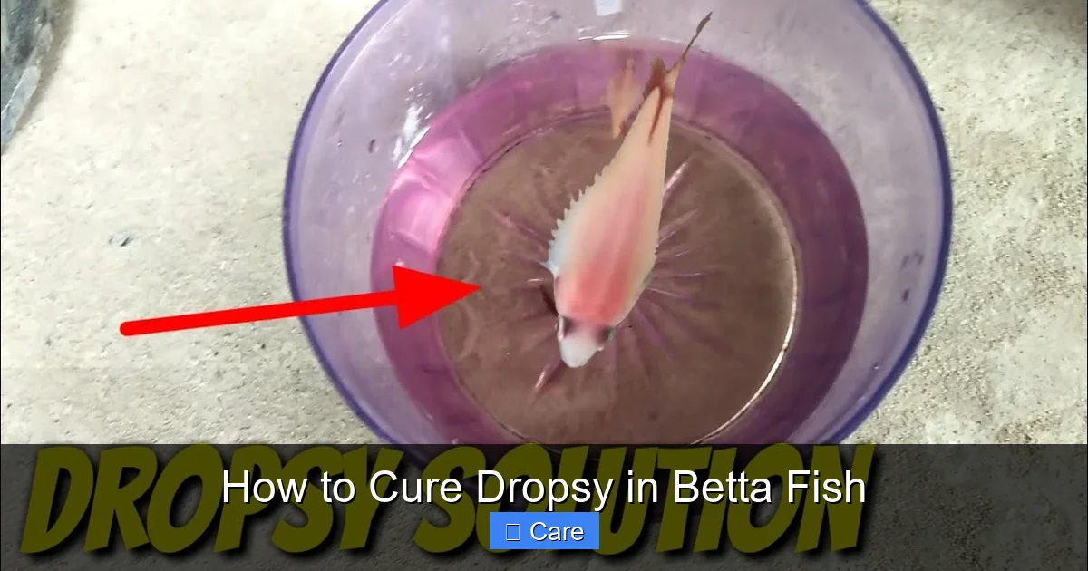 How to Cure Dropsy in Betta Fish