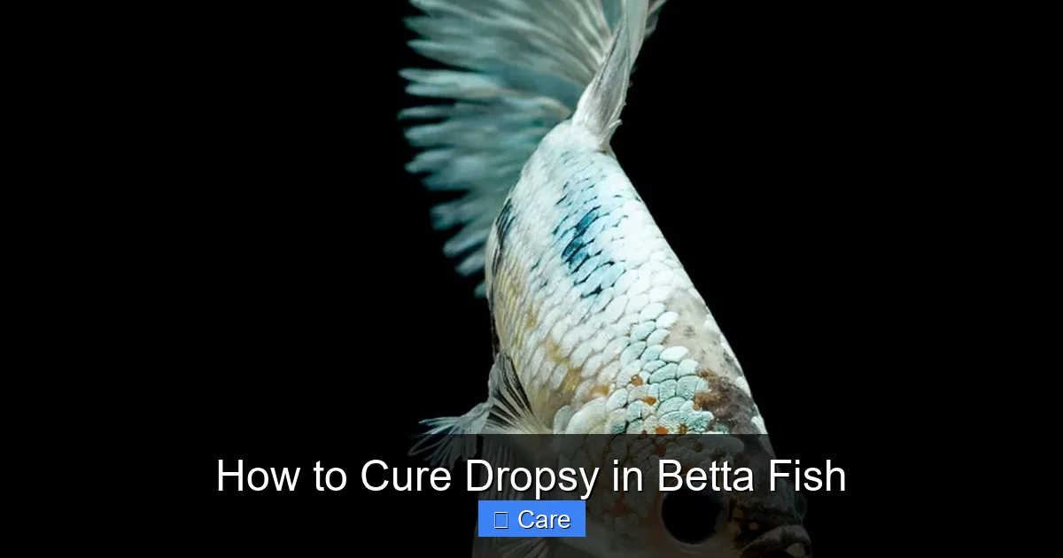 How to Cure Dropsy in Betta Fish